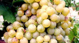 Сорт винограда Зала дендь