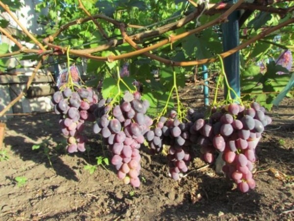 Урожай винограда Фурор