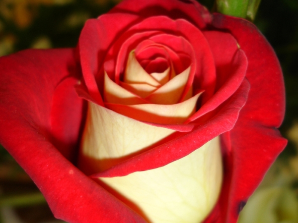 Выращивание красивых роз