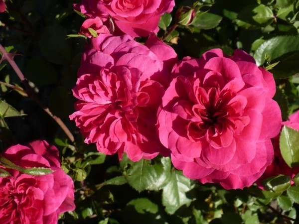 Роза флорибунда в саду