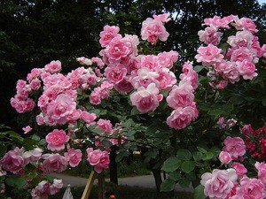 Красивые розы и их опьяняющий аромат 