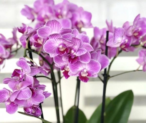 Секреты рассадки орхидеи0