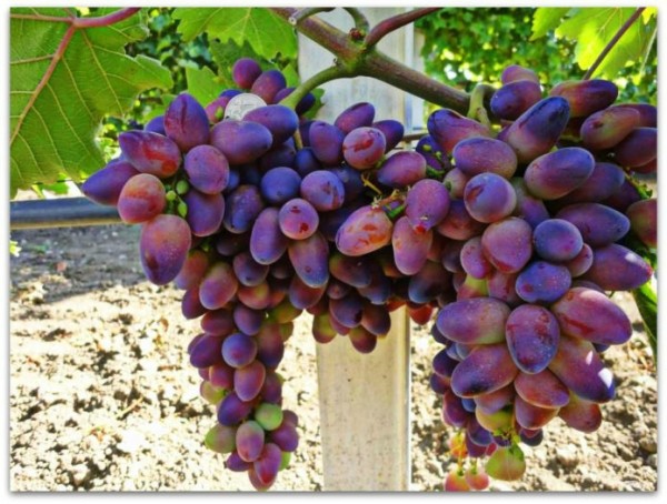 Грозди винограда Красотка