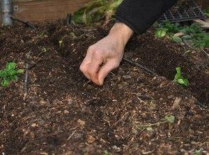 Как посеять семена огурцов
