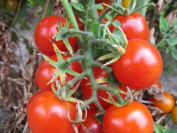 Размеры томатов черри