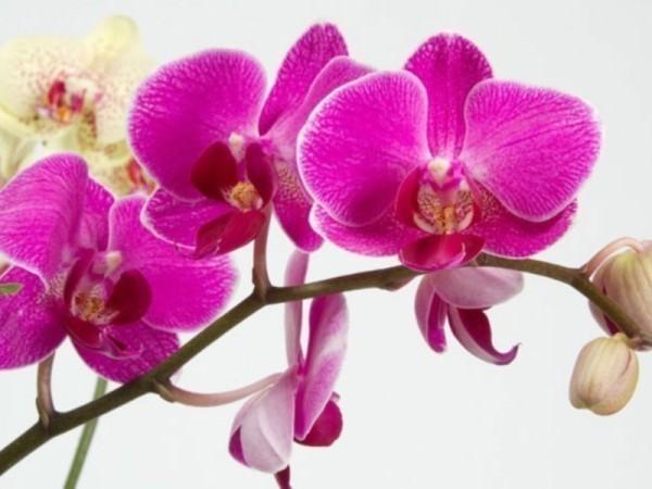 Период цветения орхидеи