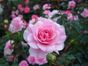 Описание сорта розы