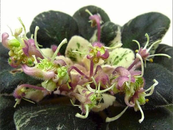 Пестролистная сенполия-оса - растение с цветами зеленоватого оттенка.