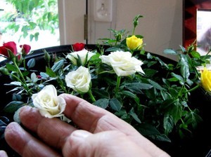 Особенности ухода за комнатными розами