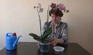 Советы опытных цветоводов, как правильно поливать орхидеи в домашних условиях