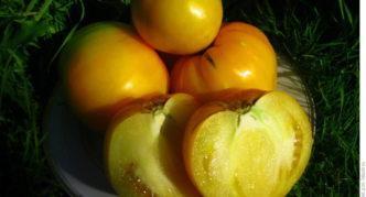 Сорт томата Бычье сердце золотое F1