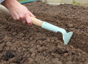 Описание процесса подготовки почвы для посадки клубней георгин
