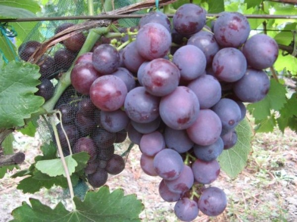 Кисть винограда сорта Рошфор