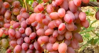Сорт винограда Гелиос