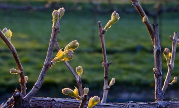 Виноград весной
