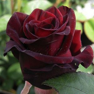 Чайно-гибридная роза - это кустарник, который цветет очень яркими цветами.