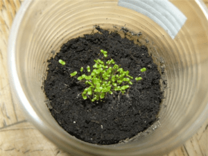 Как правильно высаживать семена петунии