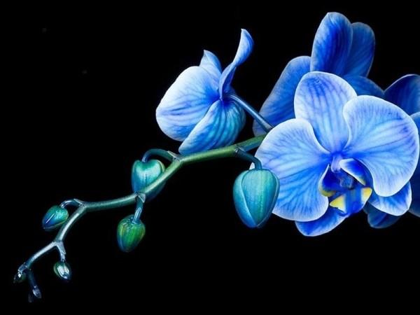 Синяя цветочная орхидея