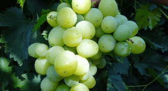 Сорт винограда Аргус