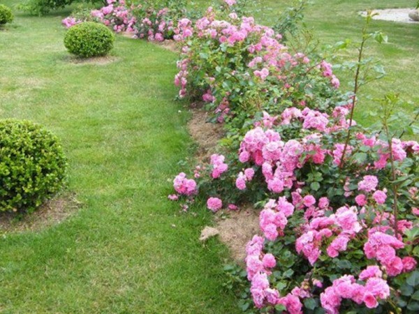 Плетистые крупноцветковые розы.