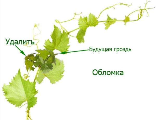 Обломка винограда