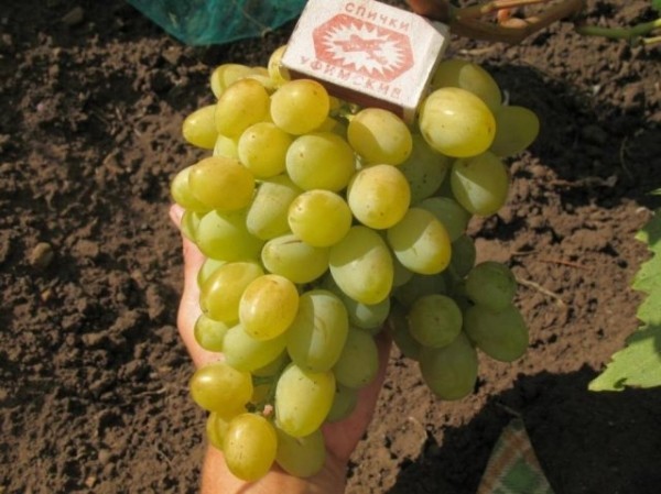 Сорт винограда Галахада