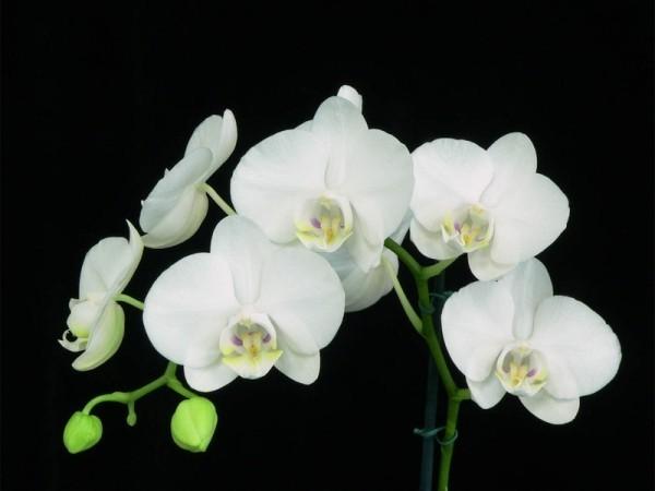 Расцветки орхидей