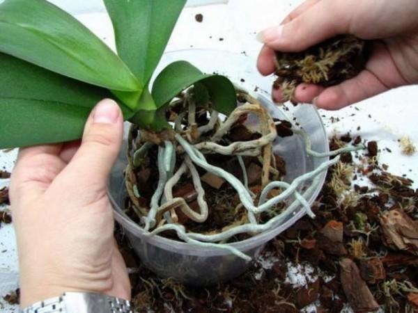 Как правильно производить пересадку орхидеи
