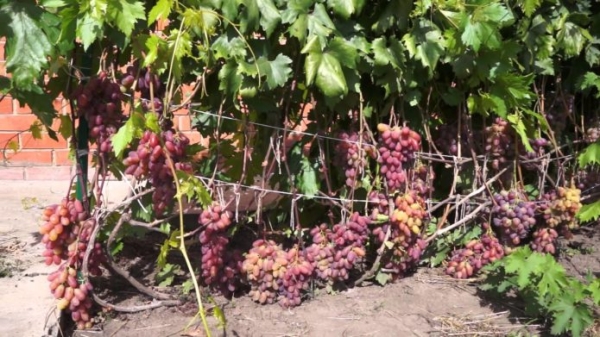 Урожай виноград Юбилея Новочеркасска