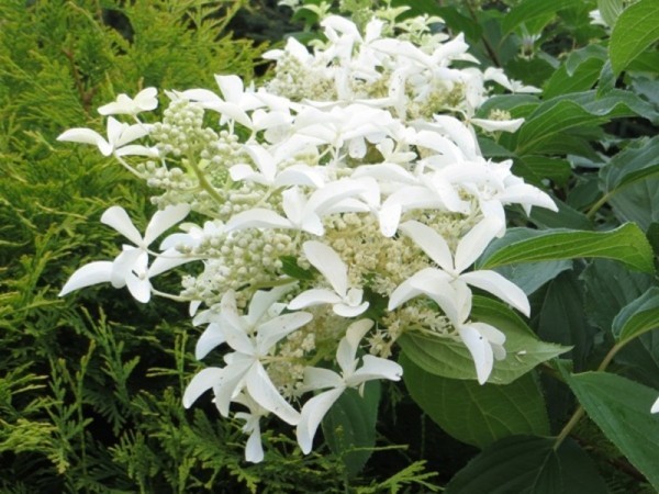 Гортензия Грейт Стар - очень интересные белые цветы.