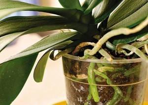 Орхидея без корней может быть реанимирована в воде с подкормками.