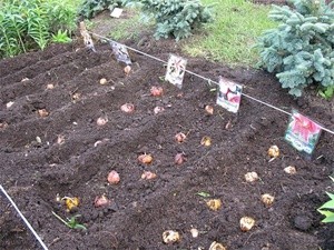 Схема посадки лилии садовой - расстояние между луковицами