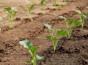 Способы выращивания капусты