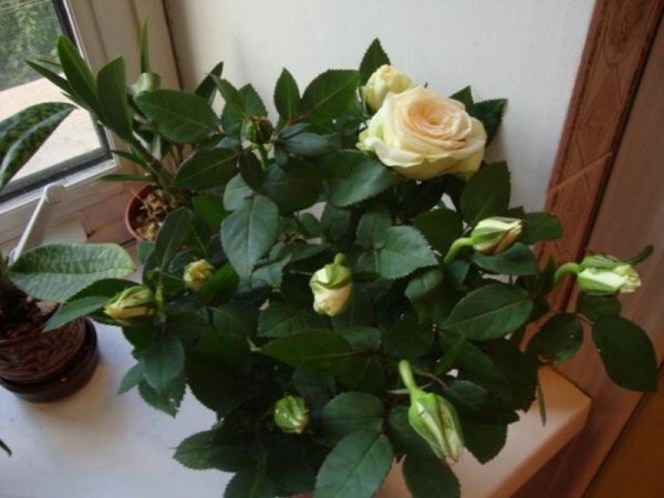 Роза Кордана ваниль - красивый домашний цветок.