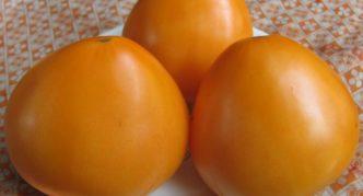 Сорт томата Бычье сердце оранжевое