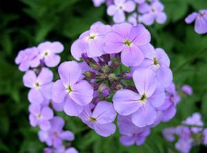 Цветение ночной фиалки - фиолетовые нежные цветы очаровывают.