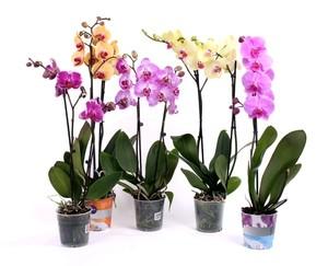 Фаленопсис - домашняя орхидея в продаже в магазине.