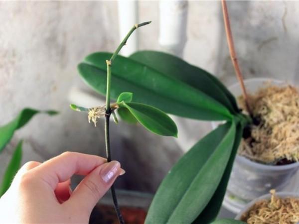 Деление орхидеи