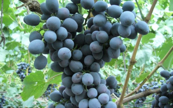 Гроздь винограда Сфинкс