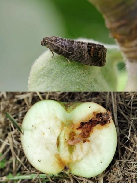 Бабочка и гусеница яблоневой плодожорки