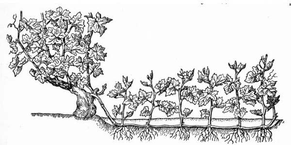 Рисунок горизонтального метода размножения винограда