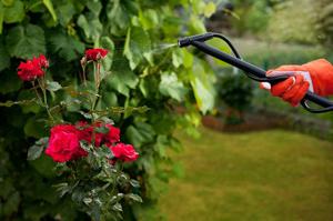 Особенности обработки роз весной от вредителей и болезней