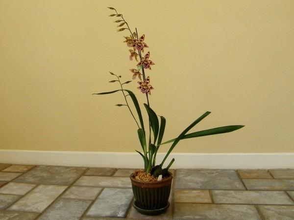 Особенности домашних условий для среднетемпературных орхидей