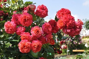 Выращивание розы кимано