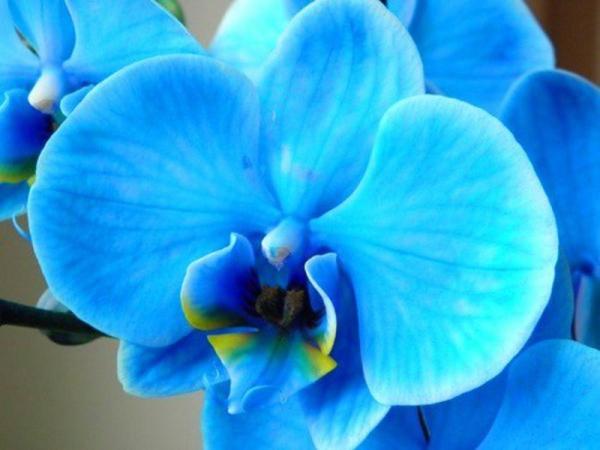 Комнатное растение орхидея