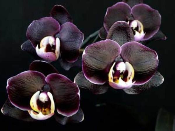 Разновидности черной орхидеи