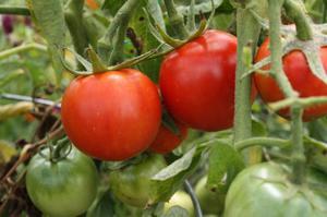 Как определиться с сортом томата