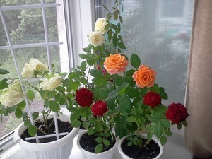 Особенности выращивания и размножения роз в домашних условиях