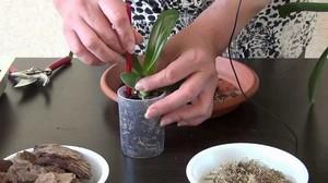 Основные правила пересадки орхидей в домашних условиях