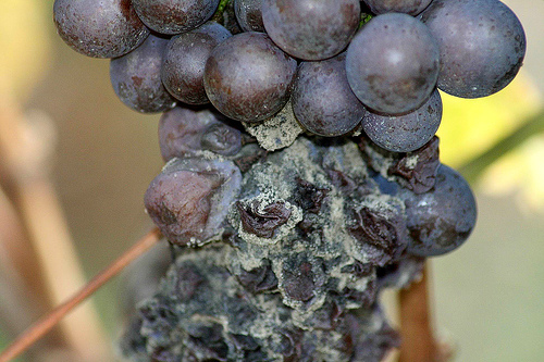 Виноград, поражённый серой гнилью